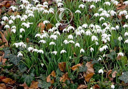 Snowdrops DM0428